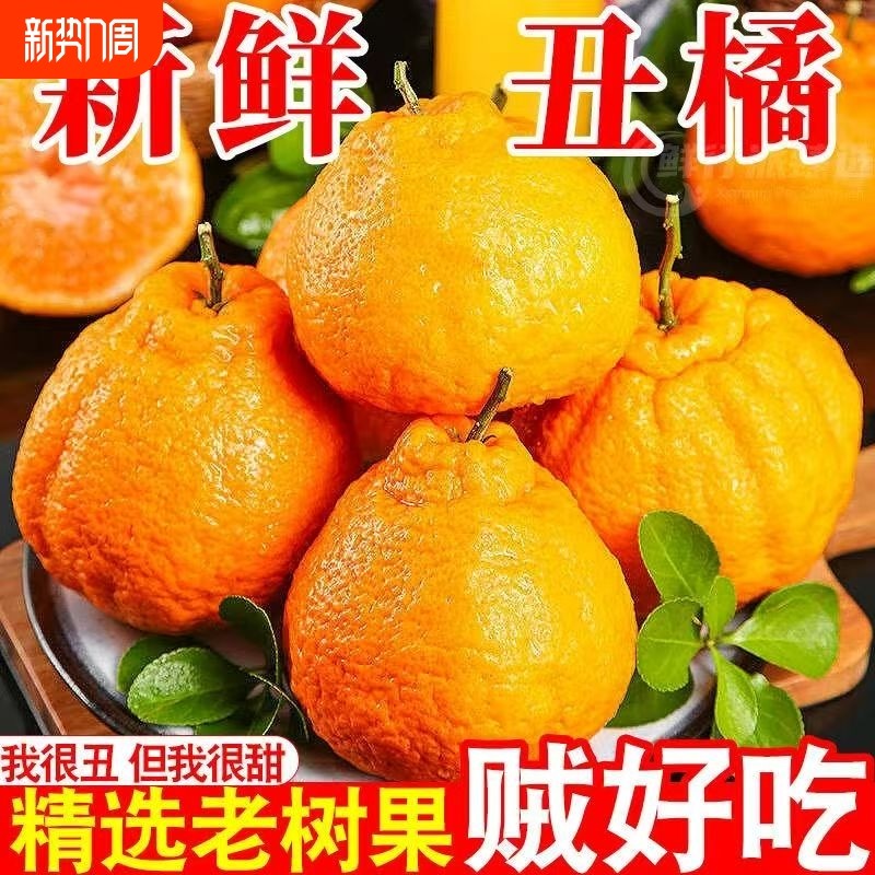 四川不知火丑橘桔子当季新鲜时令水果现摘现发整箱包邮柑非耙耙橘