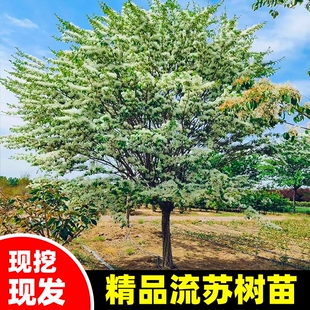 流苏树苗四月雪盆栽嫁接桂花树庭院浓香型梦幻流苏花油根子风景树