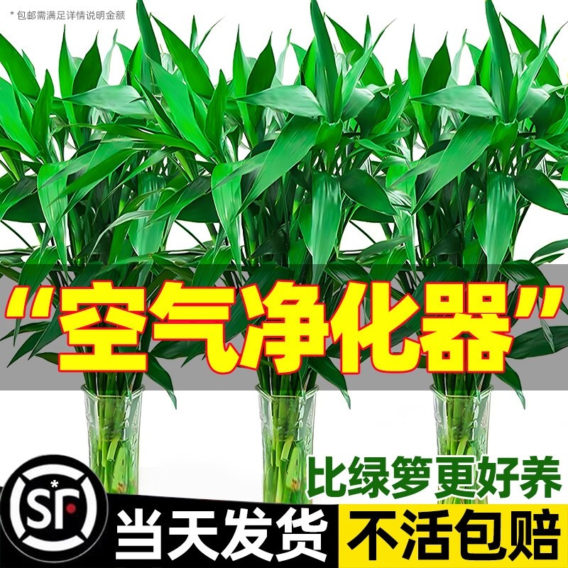 富贵竹水培植物客厅招财盆景栽花卉绿植萝带根转运发财观音龙竹子