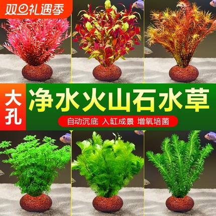 升级火山石水草植物小鱼缸造景真草蜈蚣水榕阴性绿菊净化水质套餐