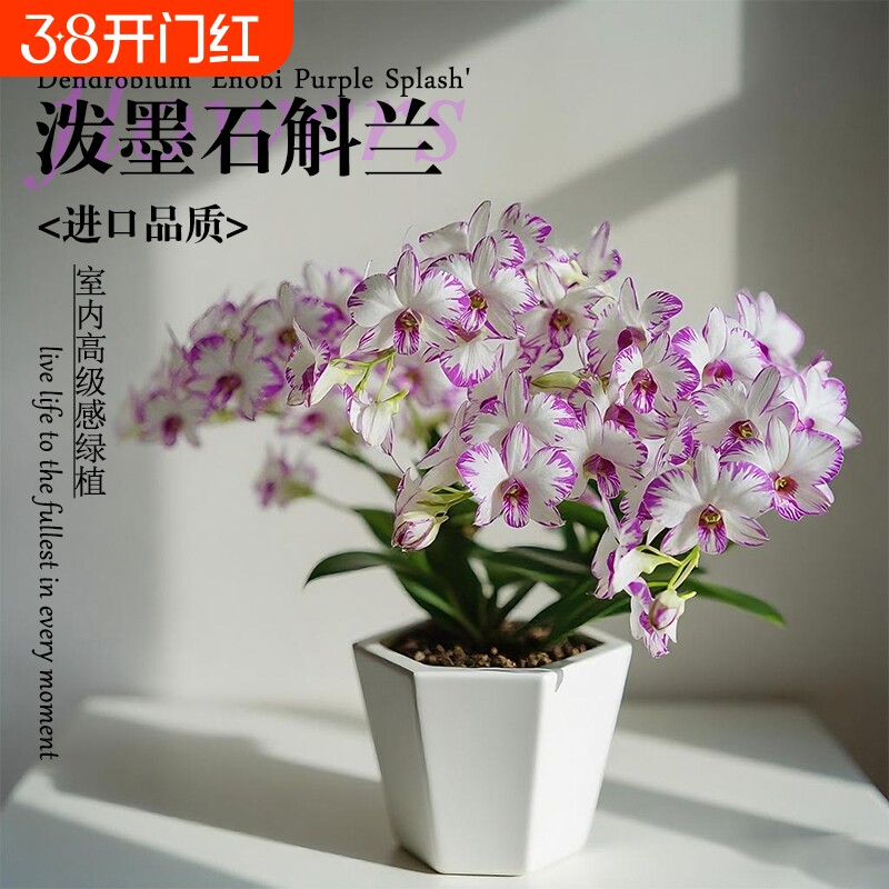 名贵白泼墨秋石斛兰花苗室内高级感绿植盆栽好养浓香可水培花卉