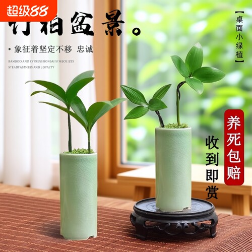竹柏盆景迷你小盆栽驱蚊水培植物花卉办公室内桌面禅意绿植微景观