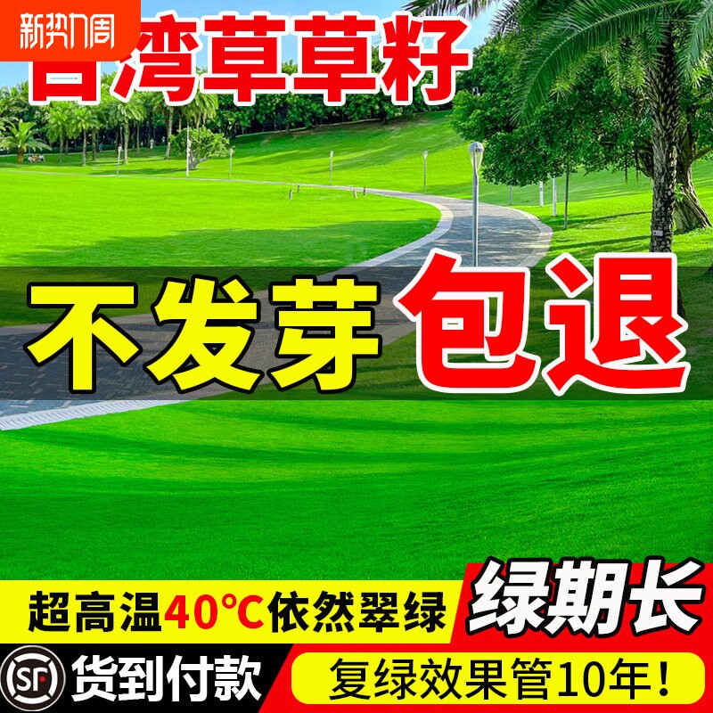 台湾草草籽矮生细叶结缕草草坪种子四季常青台湾二号种籽护坡青草
