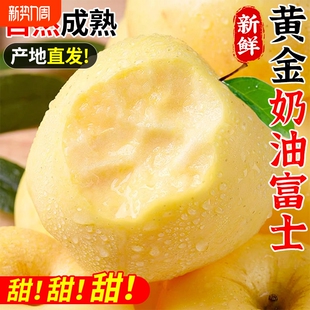 山东烟台黄金奶油富士苹果当季 新鲜水果整箱5斤现摘糖心脆甜多汁