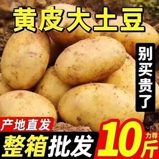 贵州威宁新洋芋农家自种本地现挖新鲜黄心黄皮新土豆产地直发