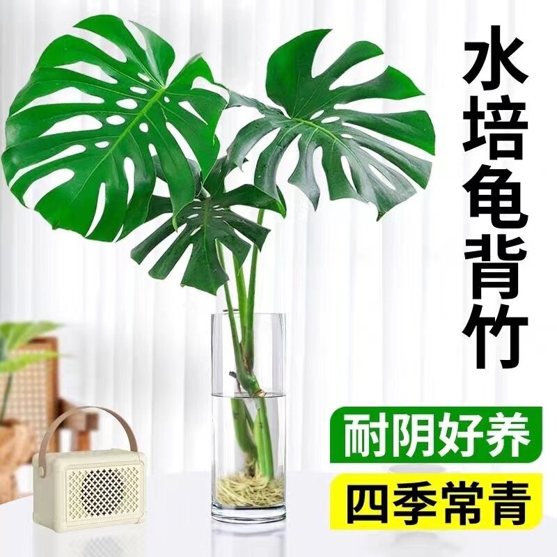 龟背竹水培植物盆栽老桩天堂鸟大叶富贵竹室内客厅好养除甲醛绿植图片