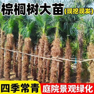棕榈树苗扇子苗棕树苗四季常青庭院大型植物盆栽绿化苗木耐寒阳台