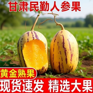 沙漠水果甘肃民勤人参果黄肉大果人生果低糖应季树上熟老年人新鲜