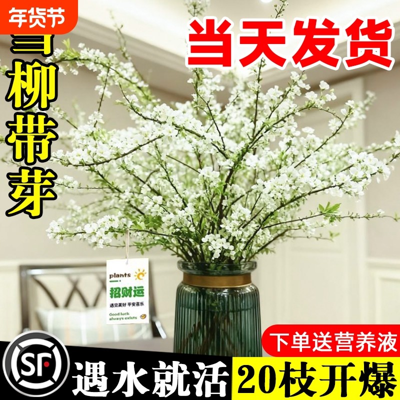 雪柳干枝鲜枝水养插花水培植物鲜花卉室内盆栽带花苞绿植龙柳好活,鲜花速递/花卉仿真/绿植园艺,花材,淘宝优惠券,粉丝福利购,淘宝优惠卷