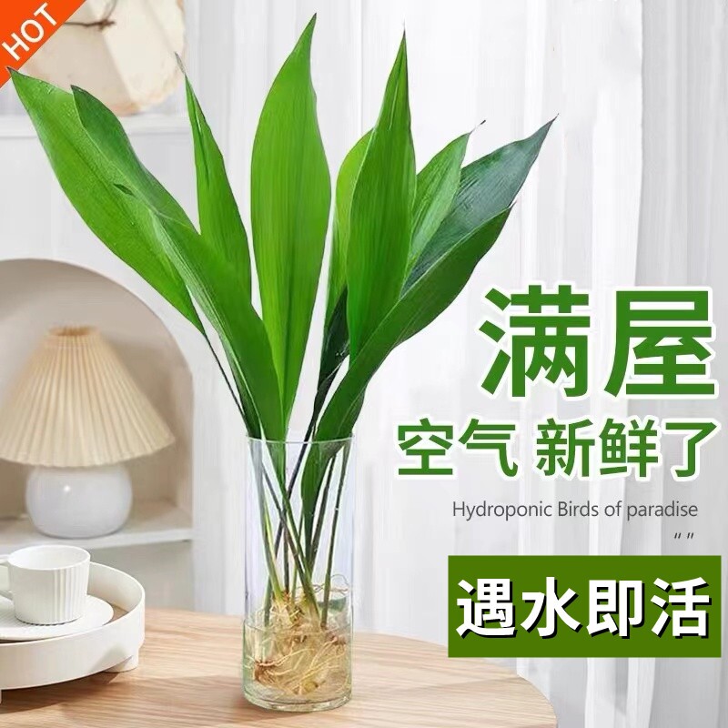 水培一叶兰绿植室内盆栽四季常青客厅水养植物好养活懒人耐阴卧室