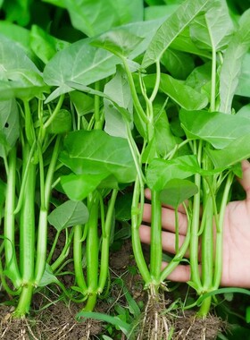 高产三叉空心菜秧苗空心菜种子四季盆栽白梗柳叶多茬采收蔬菜苗