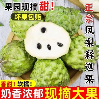 正宗新鲜释迦果软糯香甜果肉甜嫩口口香甜滑嫩细腻丝滑金选果现摘