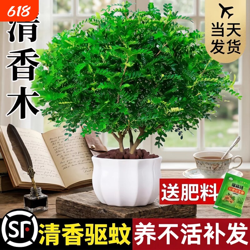 正宗清香胡椒木盆栽绿植驱蚊草花卉植物室内树苗九里香老桩盆景