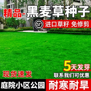 黑麦草种子多年生低矮四季常青耐寒耐旱公园小区工程绿化草坪种子