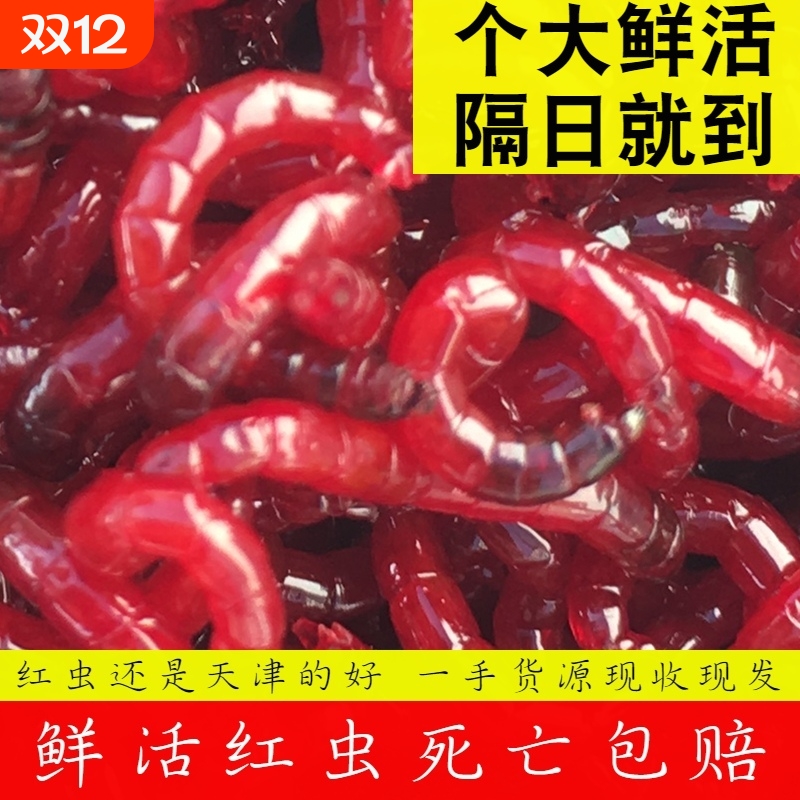 红虫活饵鲜活天津特大号 小公虫活体虫拉饵钓鱼鲫鱼鱼饵野钓饵料