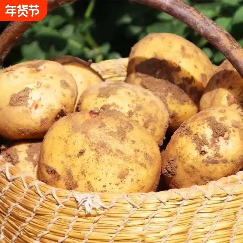 黄心土豆新鲜洋芋马铃薯黄皮应季蔬菜优质土豆现摘美味蔬菜