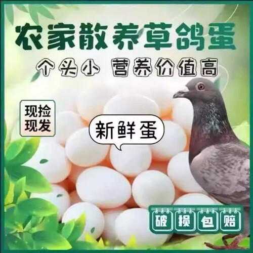 正宗新鲜草鸽子蛋信鸽农家散养杂粮喂养美味鸽蛋现捡现发营养蛋