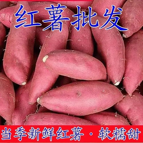 现挖沙地蜜薯红薯新鲜黄心板栗香甜软糯农家自种地瓜山芋番薯批发