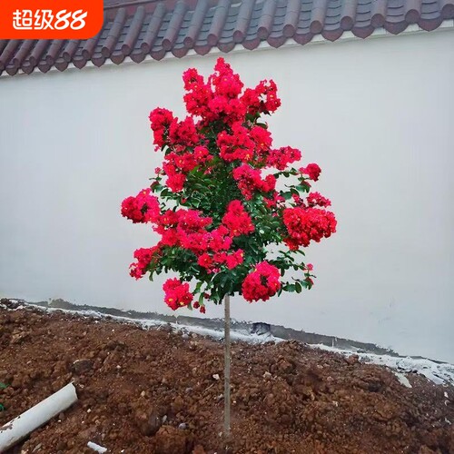 紫薇花树苗盆栽老桩庭院红火箭红紫薇风景树室外开花带花花期耐旱