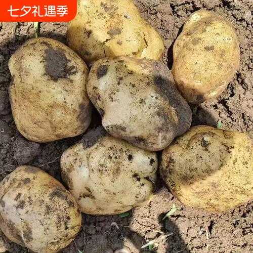 贵州新鲜土豆黄皮黄心土豆农家