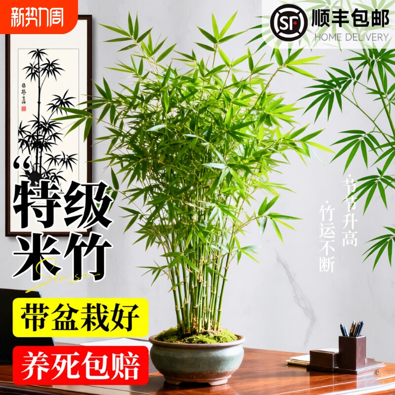 米竹盆栽凤尾竹观音竹办公室客厅绿植摆件观赏竹盆景四季常青室内