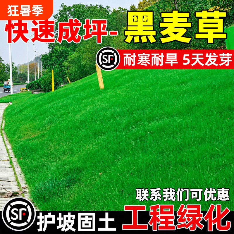 黑麦草矮生四季常青草籽免修剪多年生护坡固土工程绿化草种子庭院