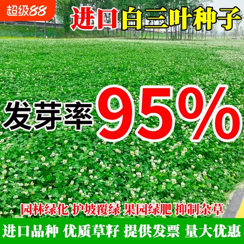 进口三叶草种子红三叶白三叶种籽幸运草四季常青耐寒绿化草坪草籽