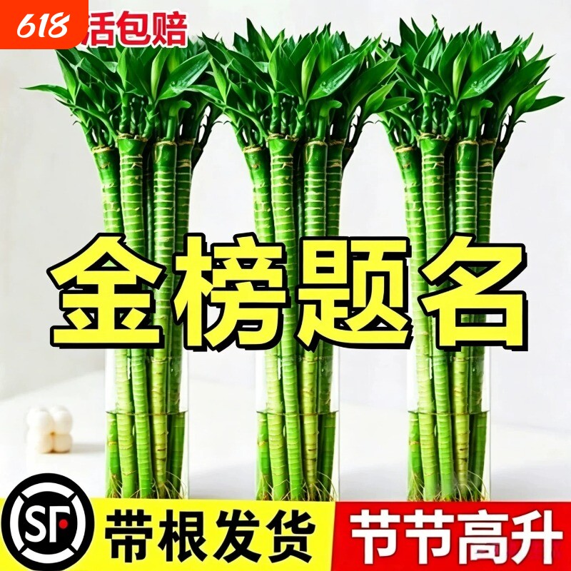 文昌竹4枝金榜题名水培龙竹富贵竹步步高升富贵竹桌面旺运绿植物