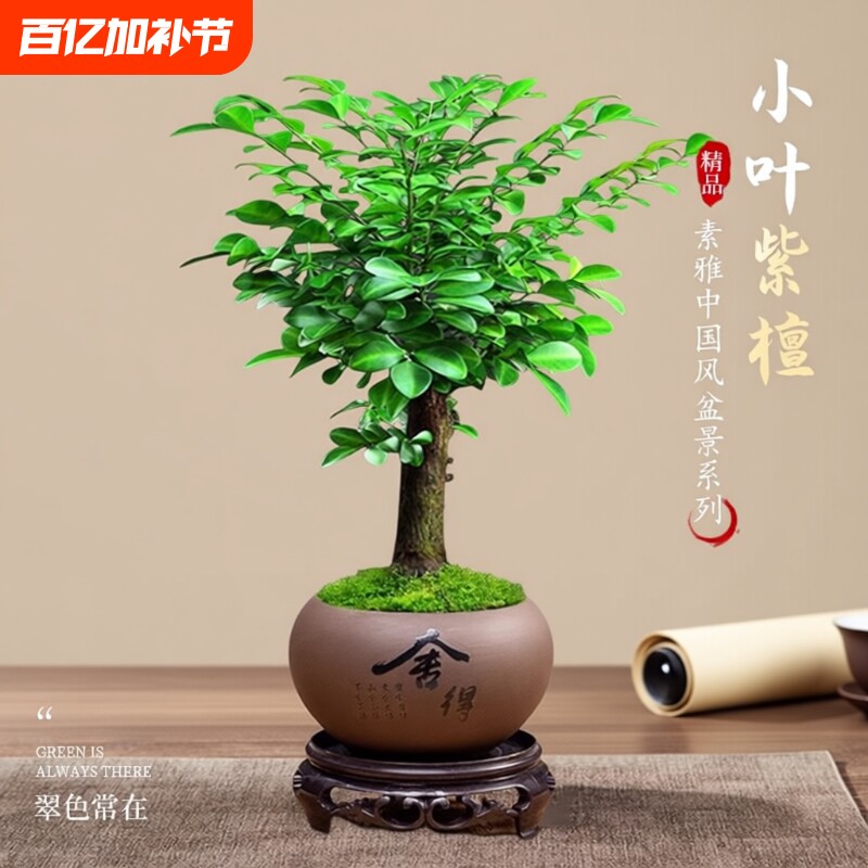 正宗小叶紫檀盆景老桩大赤楠盆栽绿植物办公室内花卉四季好养树苗