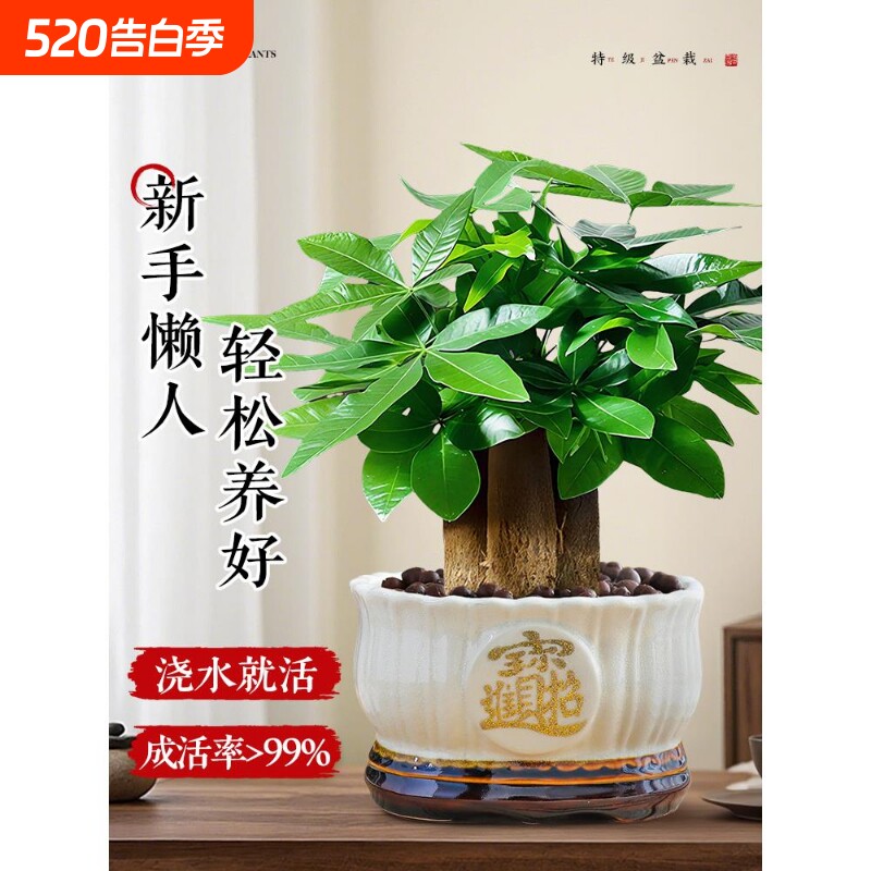 特级发财树盆栽绿植招财花卉办公室内植物好养招财树茶室禅意盆景