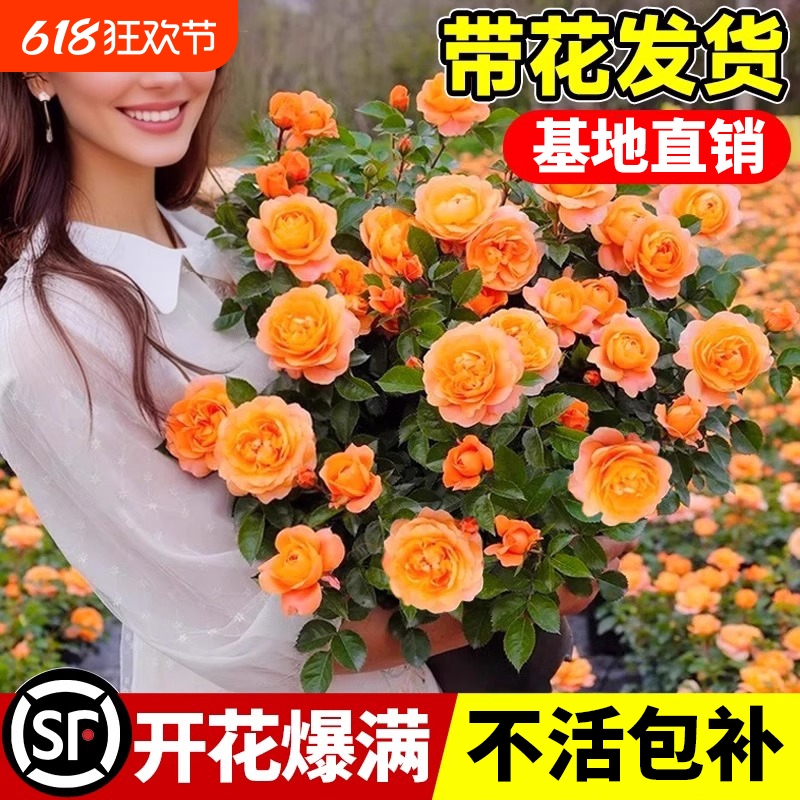 果汁阳台月季盆栽花苗特大花玫瑰带花苞蔷薇灌木玫瑰花卉四季开花