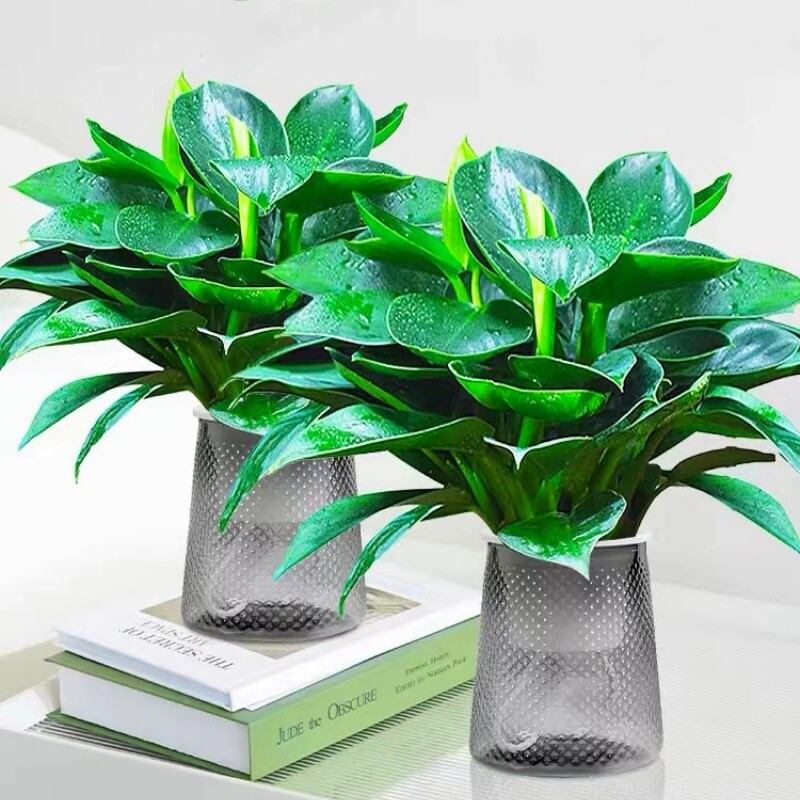 金钻水培盆栽大叶好养植物室内绿植桌面天堂鸟绿公主绿萝吸除甲醛