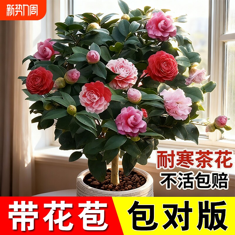 茶花树苗带花苞四季山茶花花苗盆栽好养绿植客厅桌面阳台办公桌