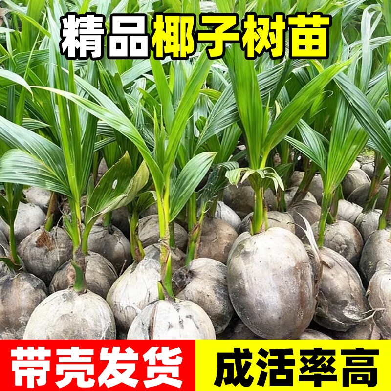 椰子树树苗椰子苗大青金椰子苗庭院绿植地栽水培果苗树客厅阳台