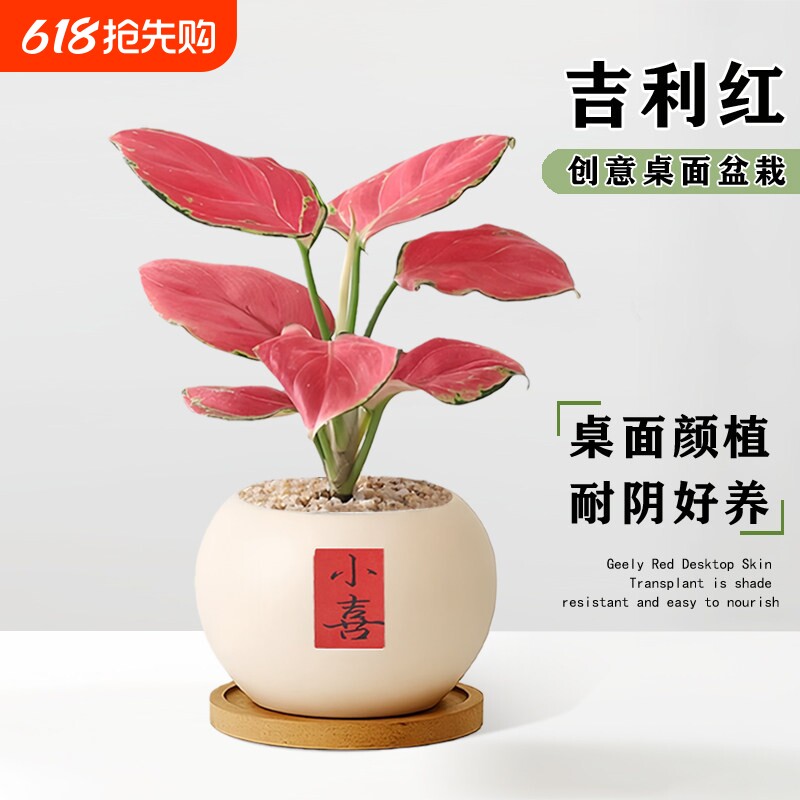 吉利红盆栽如意皇后大棵绿植物旺运室内桌面花卉水培好养净化空气
