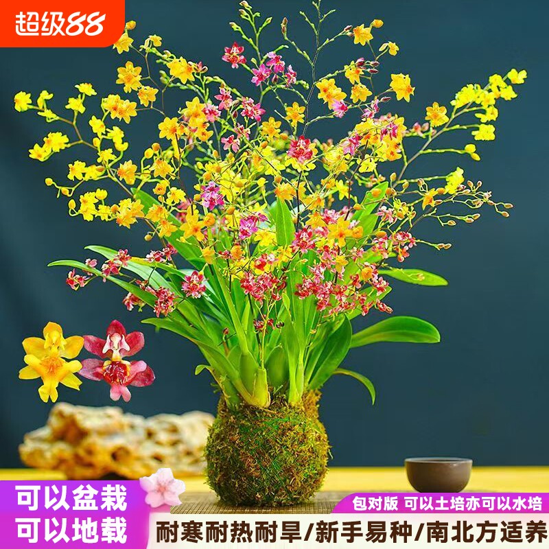 香水兰文心兰梦香兰跳舞石斛兰花图片