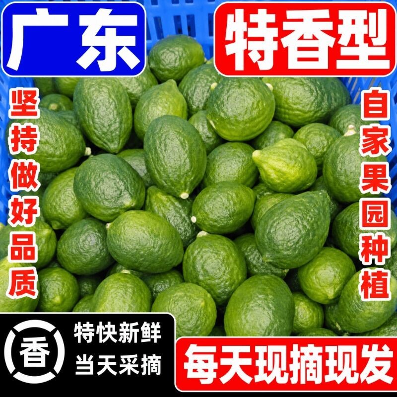 广东无籽香水柠檬奶茶店专用水果青柠檬鲜果手打二级果一级果精选