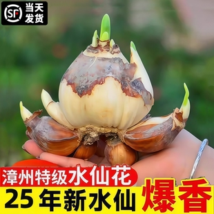 漳州水仙花种球盆栽室内绿植四季开花卉水培好养带花苞洋水仙重瓣