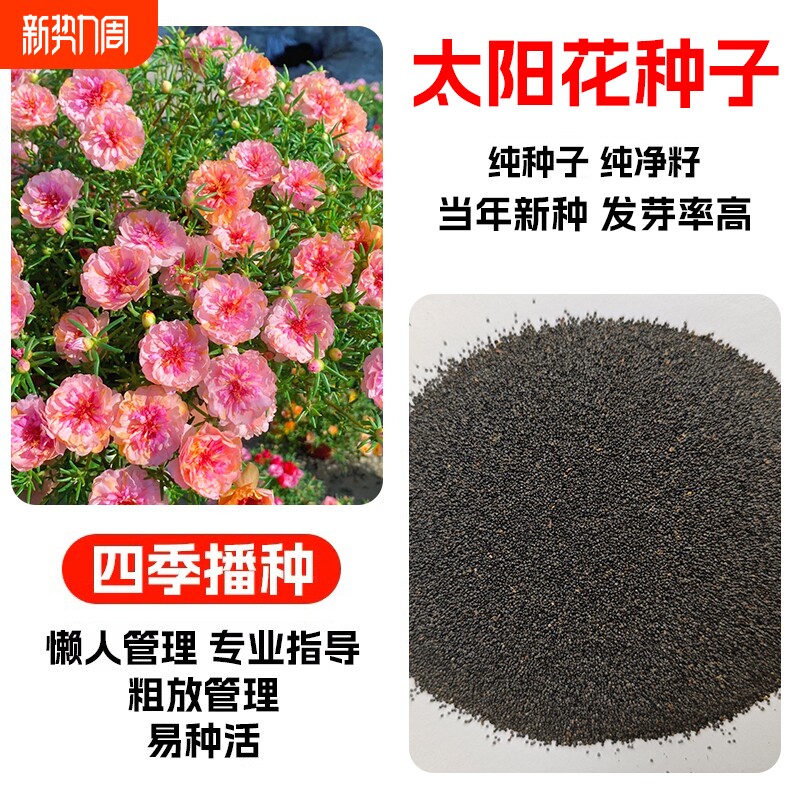 太阳花种子种籽重瓣多色野花组合四季播种易活室内外观花卉植物苗