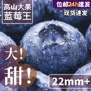 云南蓝莓新鲜水果特大当季 高山L25花香孕妇怡颗蓝梅整箱超大现摘