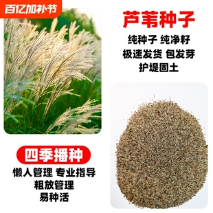 芦苇种子耐涝耐贫瘠水陆两栖水草种籽净化河堤绿化观赏型草籽种植