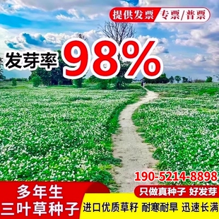 三叶草种子进口红三叶白三叶幸运草四季常青耐寒草坪草籽护坡庭院