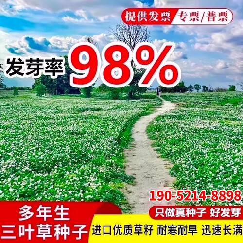 三叶草种子进口红三叶白三叶幸运草四季常青耐寒草坪草籽护坡庭院