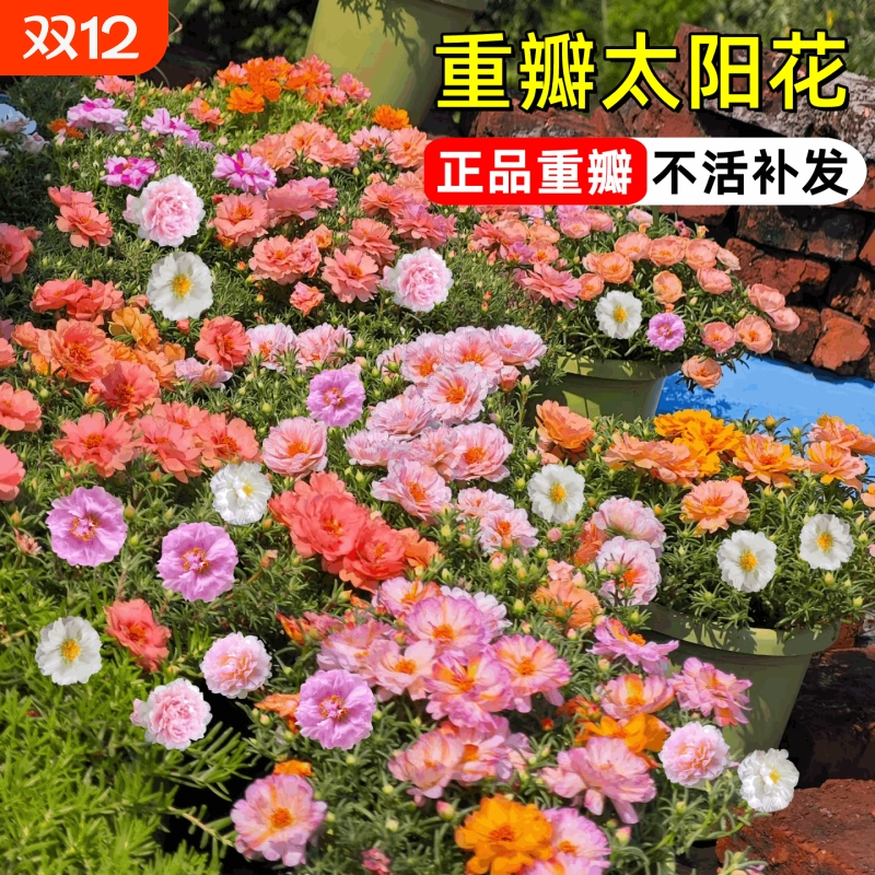 太阳花种籽重瓣花种籽四季开花