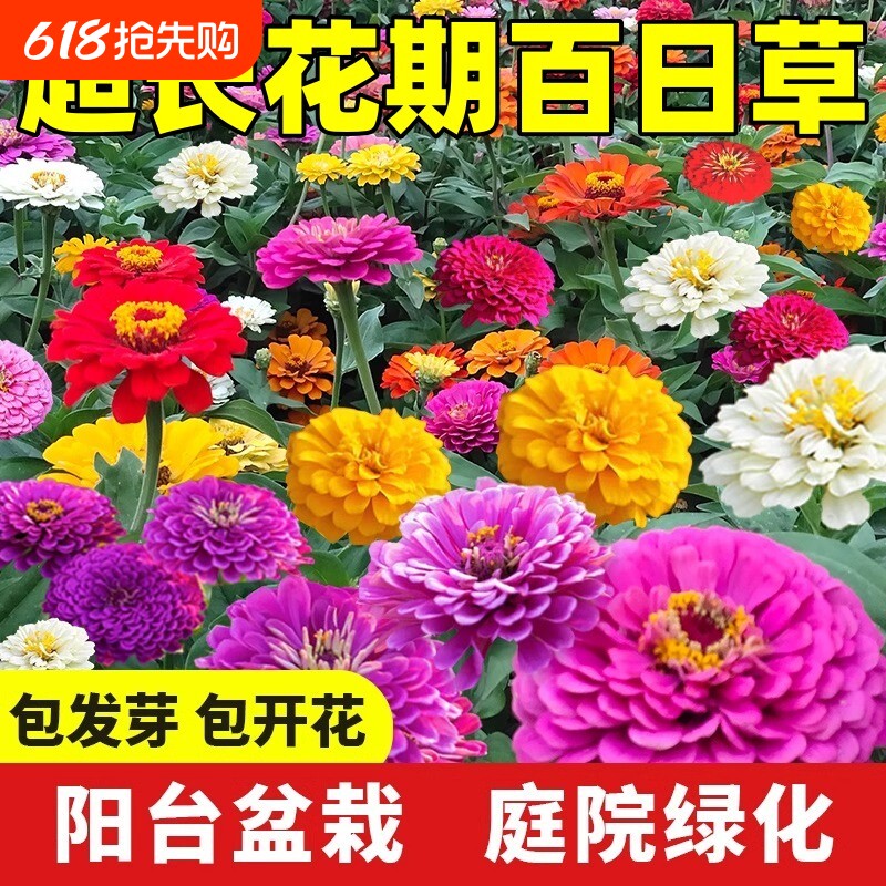 百日草花籽四季百日菊种子庭院阳台开花盆栽野花组合花卉花种籽子