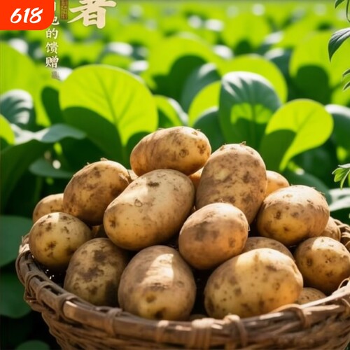 现挖黄心土豆农家本地洋芋炒菜