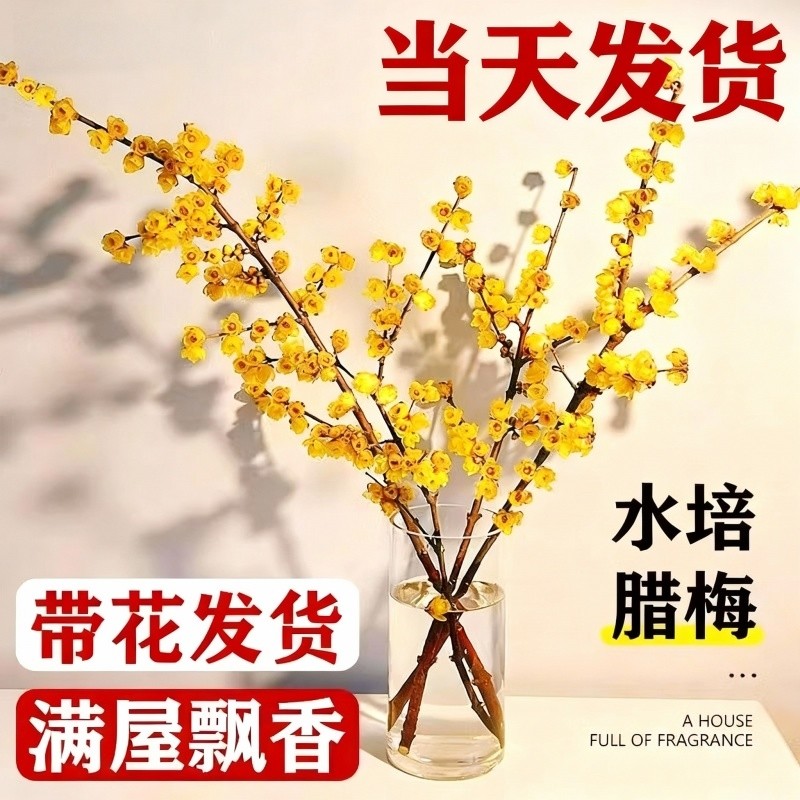 腊梅鲜切花干枝水培植物鲜切插花束年宵花室内水养花卉客厅摆设