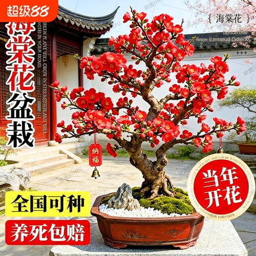 海棠花盆栽树苗老桩四季开花卉植物室内花庭院阳台名贵绿植好养活