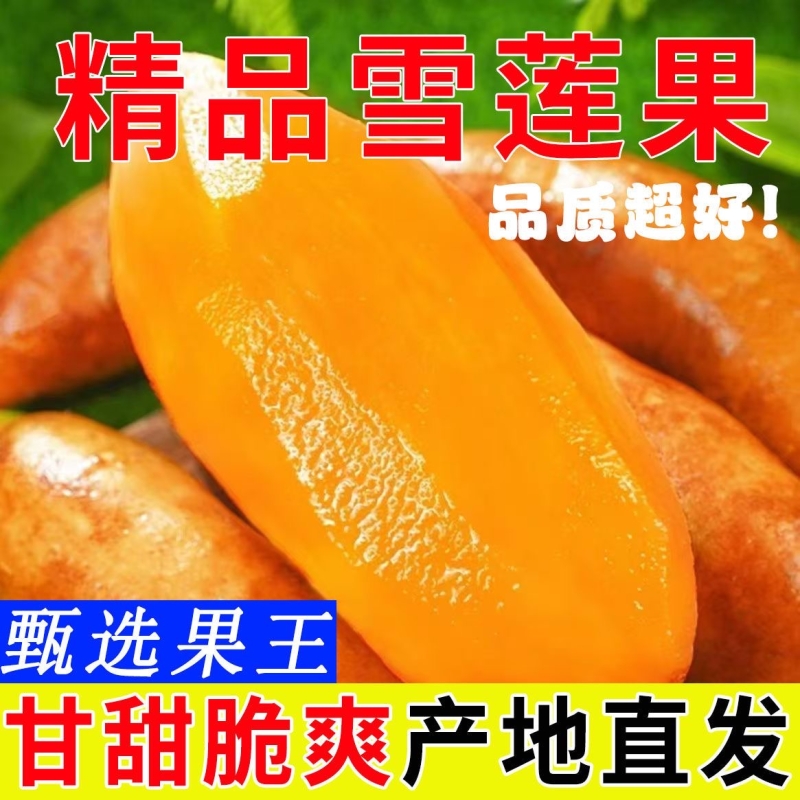【优质】正宗云南天山雪莲果现摘新鲜水果当季批发脆甜现挖雪连果
