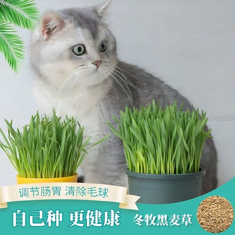 猫草不开花新种子包发芽